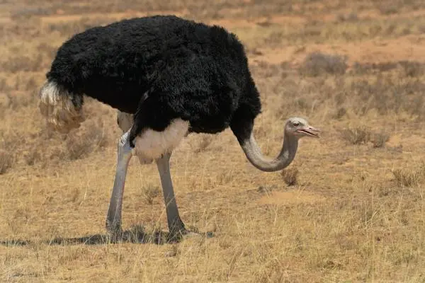 An ostrich inhabiting Masai Mara