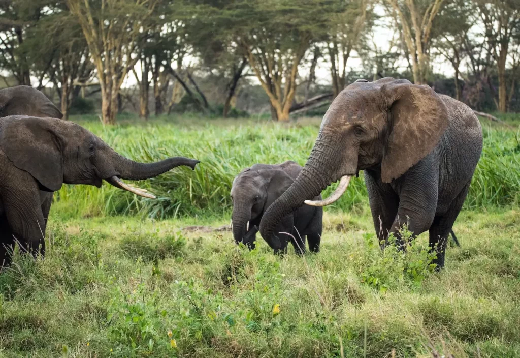 11 days Kenya Luxury Package. Masai Mara Luxury Lodges. Herds of Elephants in the Mara.
