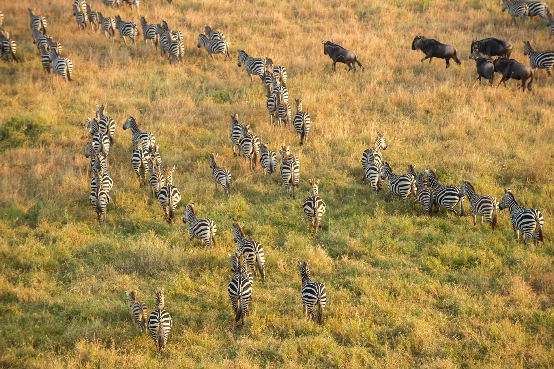 Kenya safari Packages - Zebras in Maasai Mara national Park