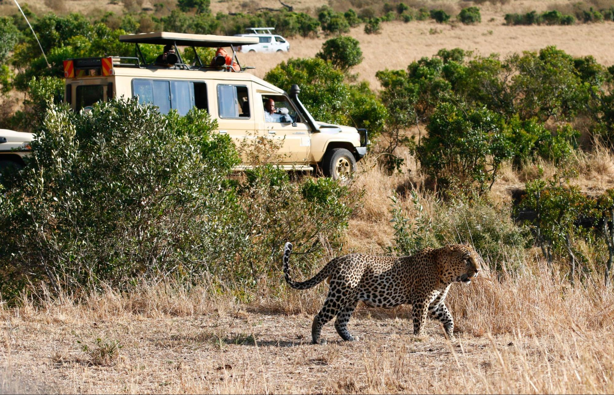 Big 5 safari to the Masai Mara National Park - a leopard in Masai Mara Kenya