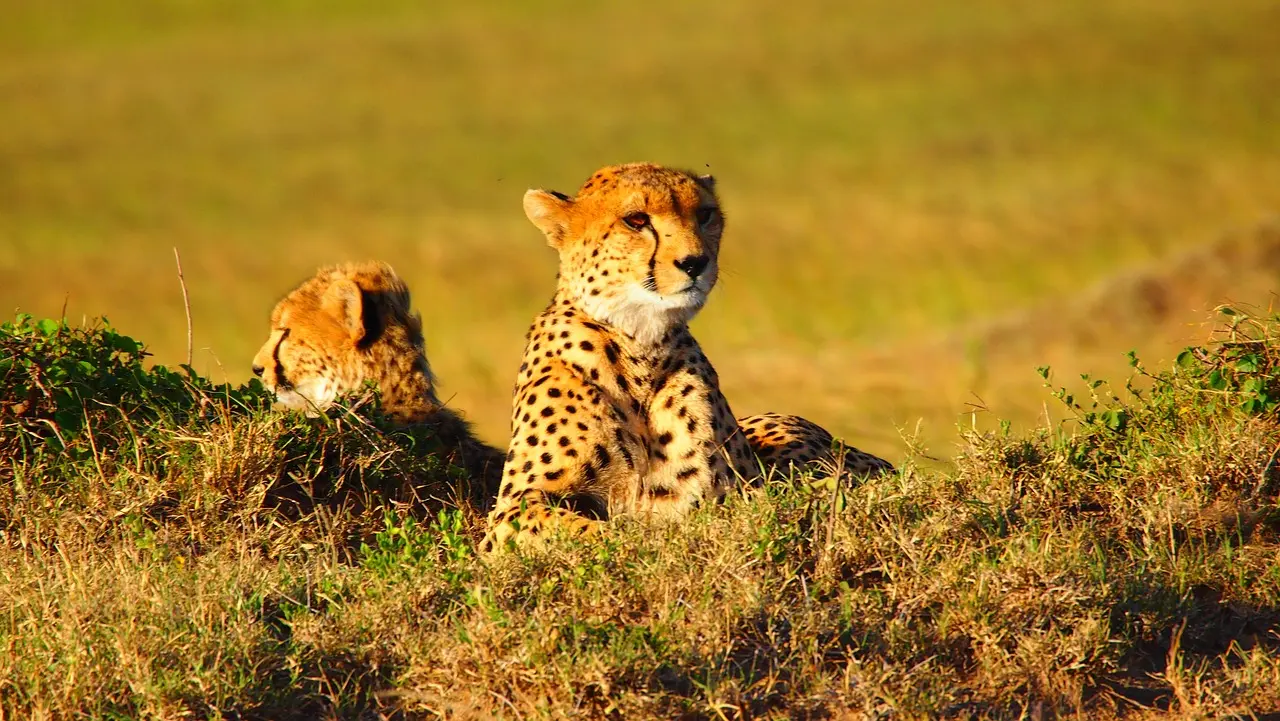A pair of cheetahs on the Kenya grasslands spotted during Kenya tour packages.