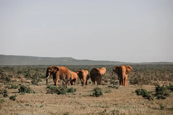 Elephants moving in the reserve