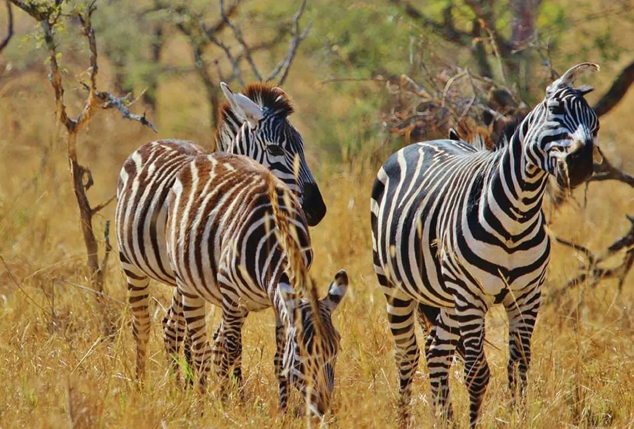 Zebra, an antelope species in Serengeti