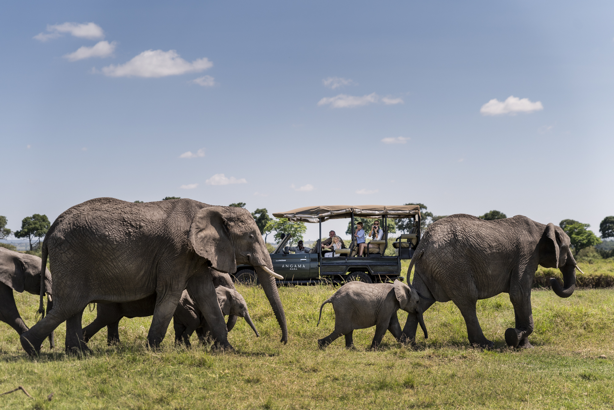 Elephant in Maasai Mara National Park Kenya
