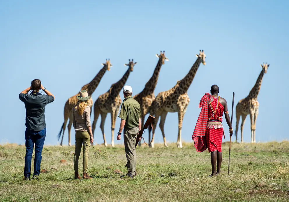 Maasai Mara National Reserve - Guest spotting giraffes during walking safaris.