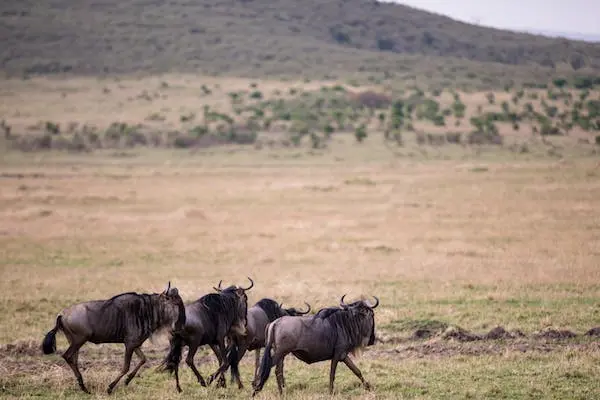 Kenya best time to visit - The Great Wildebeest migration