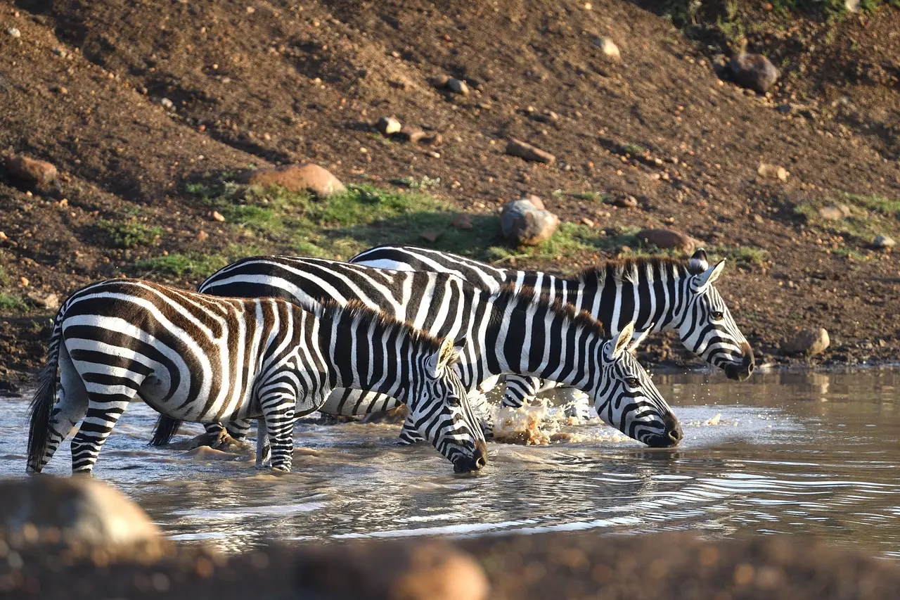 Wildlife, natural habitat. Zebras in Mara River.