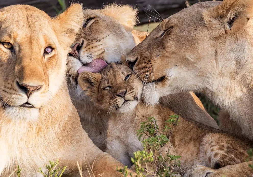 Tips for planning your masai Mara safari. Lions in Masai Mara.