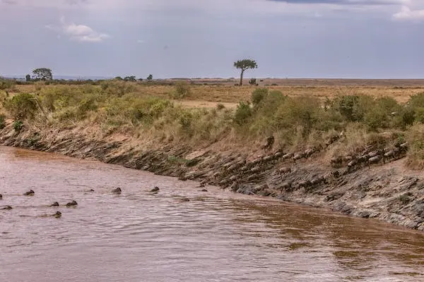 Best time to visit Kenya - Wildebeests crossing Mara River
