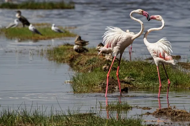 Kenya birds, Nakuru National park
