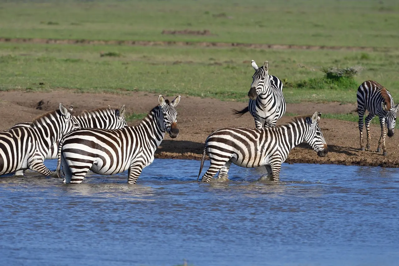 Zebras, watering hole