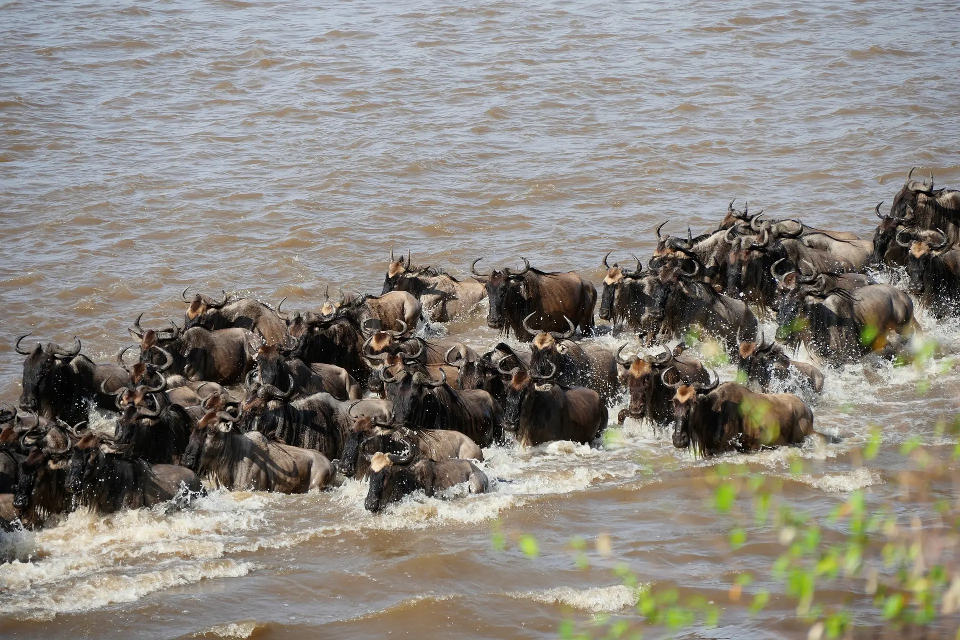Wildebeest crossing Mara River