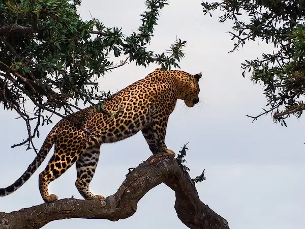 Kenya Safari Holidays - The elusive leopard strategically scoping out its surroundings