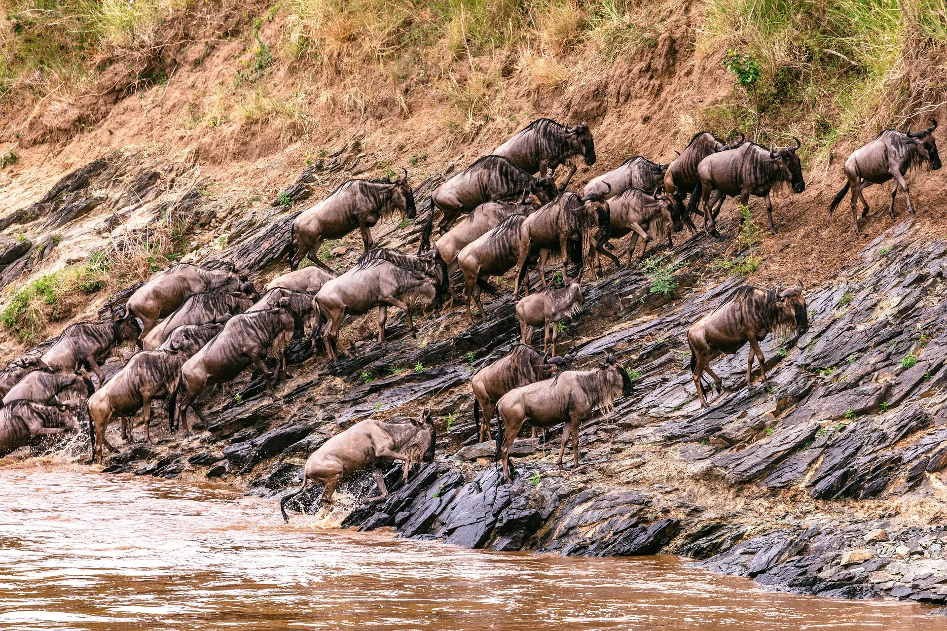 Wildebeests great migration at Masai Mara