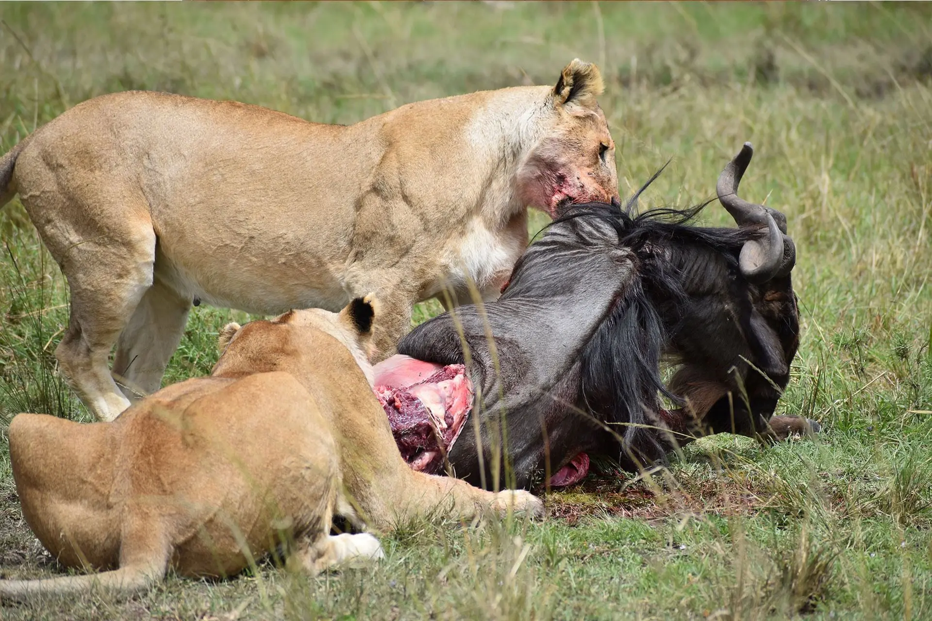 Unique wildlife encounters Kenya - Lions in Masai Mara National Park Kenya.