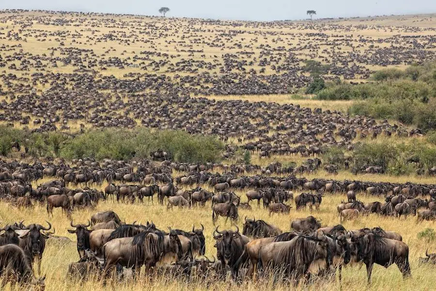 Masai Mara safari - the annual wildebeest migration