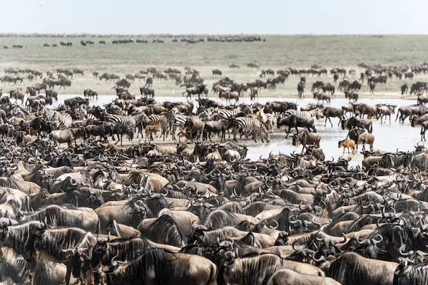 Wildebeests at a water collection point