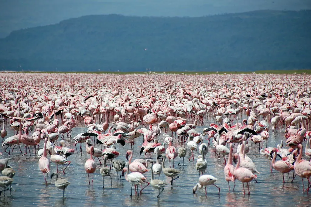 Lake Naivasha well-known for flamingos and bird-watching scene