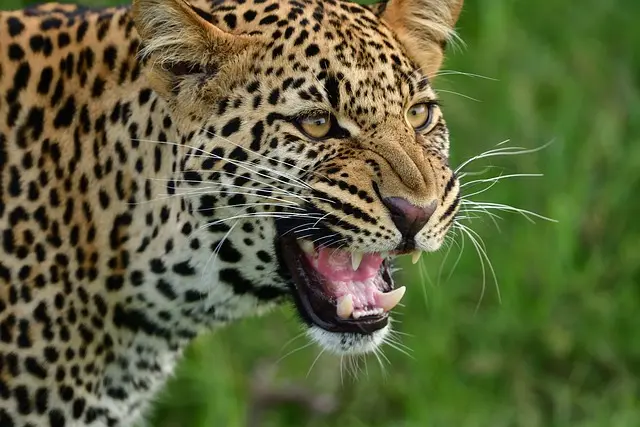 Marvel at the majesty of the Leopard while on a Kenya vacation to Masai Mara