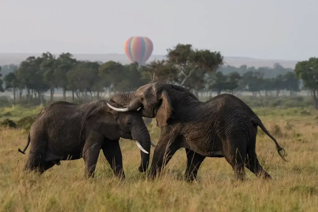 12 Days Kenya Safari - Masai Mara safari price. Masai Mara National reserve best time. Elephant spotted aboard a hot air balloon safari in Masai Mara Kenya. Kenya holiday package.