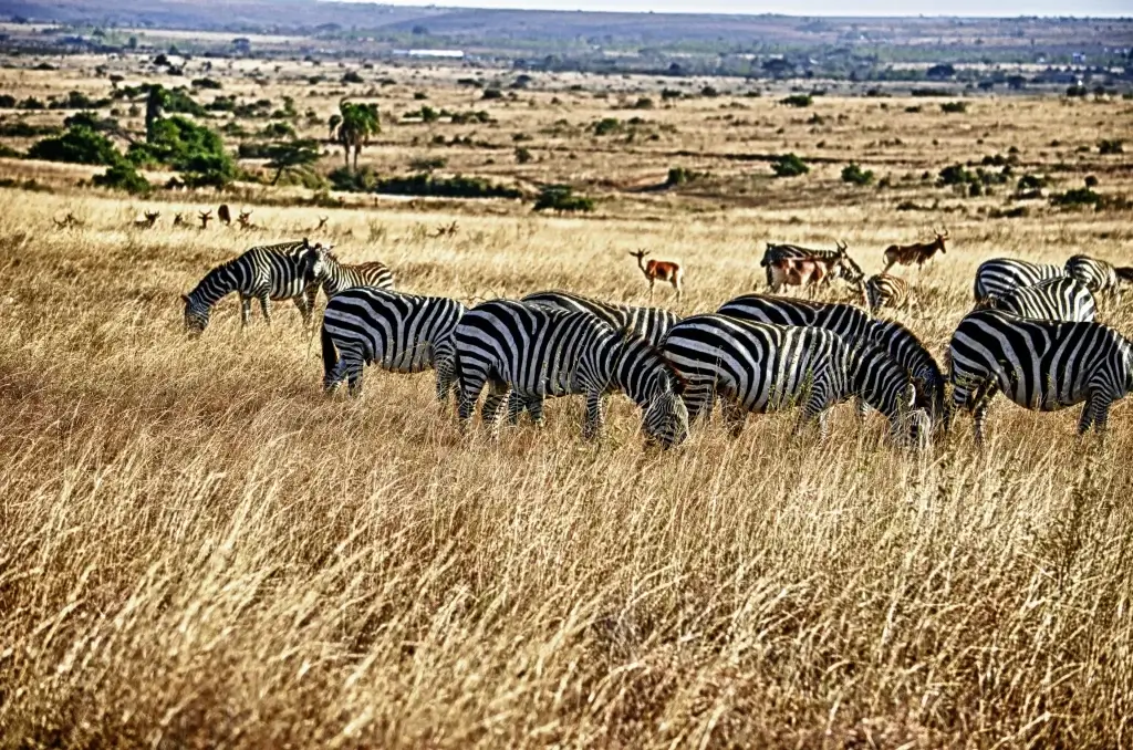 18 Days Kenya Family Safari - Masai Mara cost. Serengeti National park.