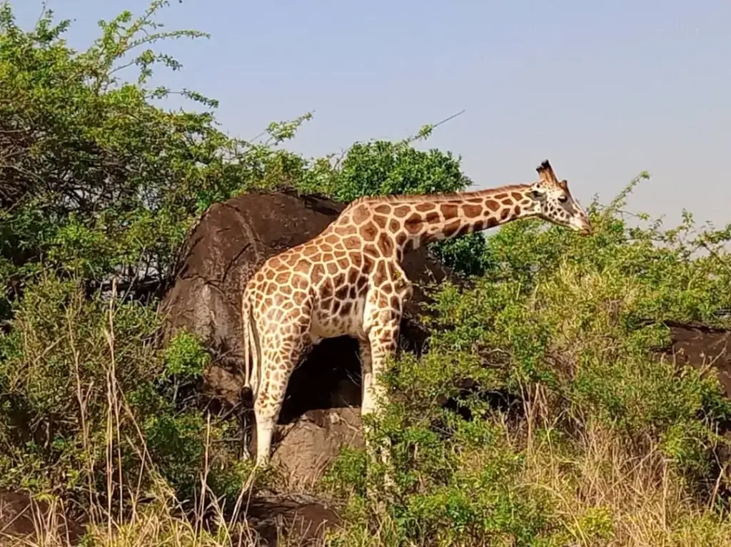 12 days Kenya Honeymoon Trip. Kenya safari cost. Giraffes spotted in Serengeti Tanzania