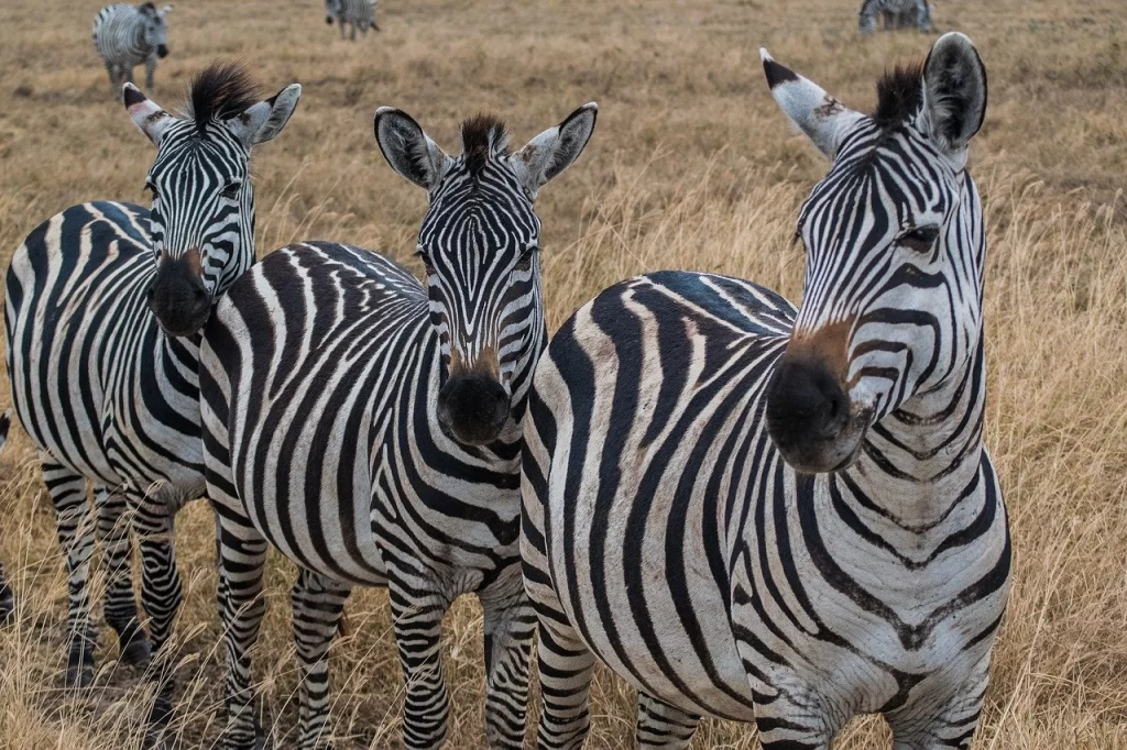 10 Days Kenya Itinerary. Zebras in Masai Mara Kenya.