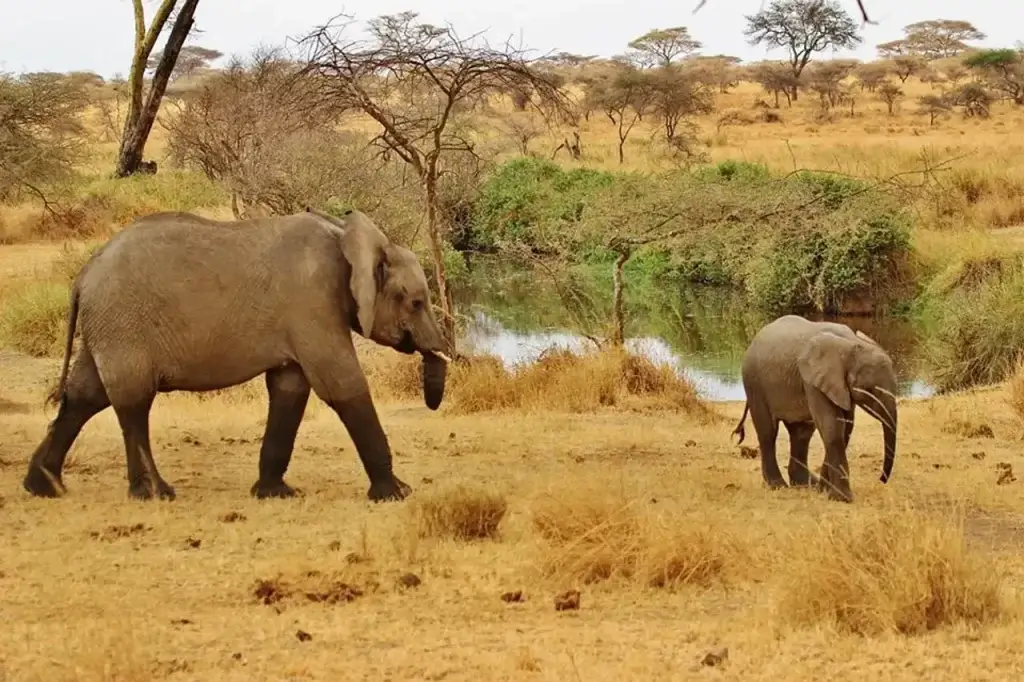 5 Days Kenya Vacation. Masai mara trip cost. Elephants in Masai Mara Kenya.
