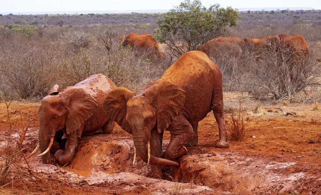 7 Days, Kenya Classic Safari. Kenya Safari Cost. Kenya Safari masai Mara packages. Guests in Tsavo National Park before going to Masai Mara to spot elephants.