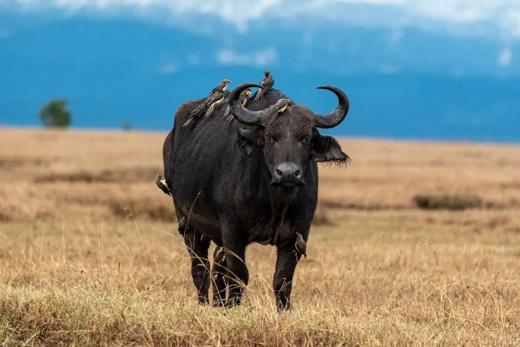 10 Days Kenya Itinerary. Buffalo in Maasai Mara National Park. Masai Mara Nairobi.