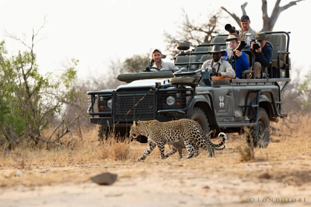 11 days Kenya Luxury Package. Our guests during game drives. Leopard in Masai Mara National Park.