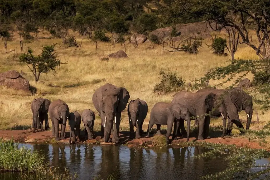 11 days Kenya Luxury Package. Masai Mara Luxury Lodges. Elephants spotted at Four Seasons Serengeti.