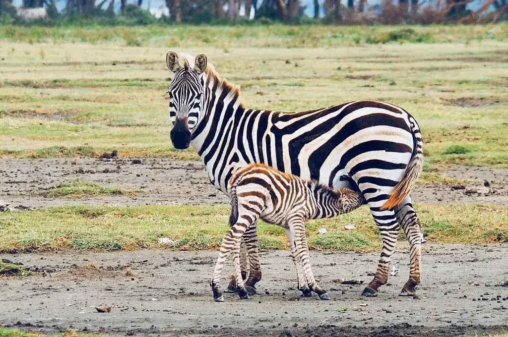 Kenya package holidays - Zebras in Masai Mara Kenya.