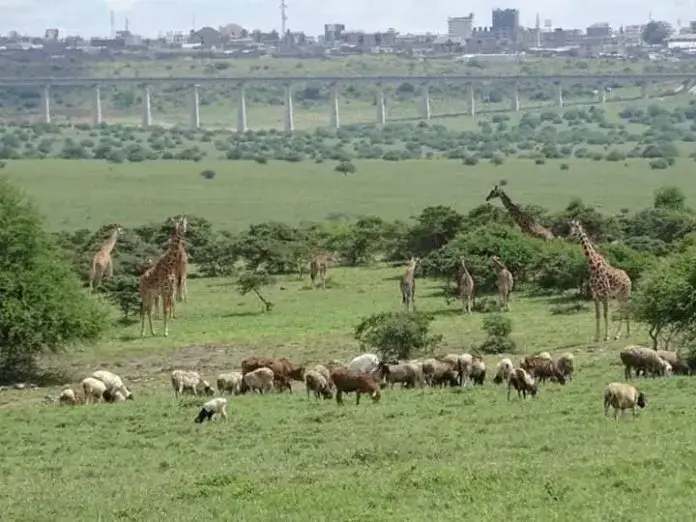 Conservation efforts in Kenya’s National Parks