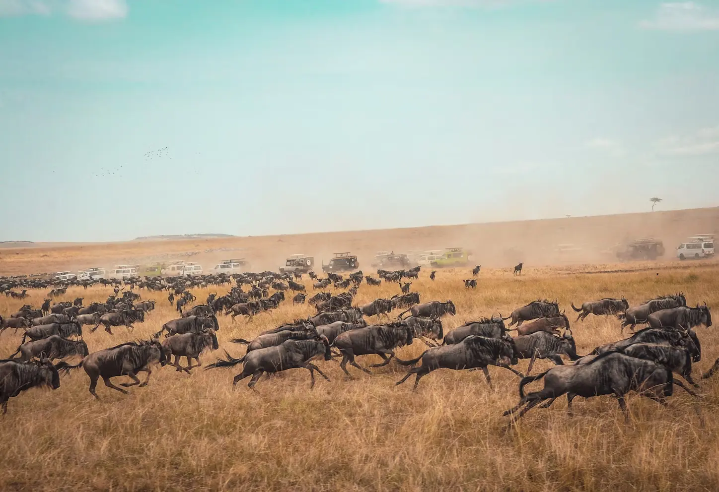 The great migration in Masai Mara National Reserve, Kenya