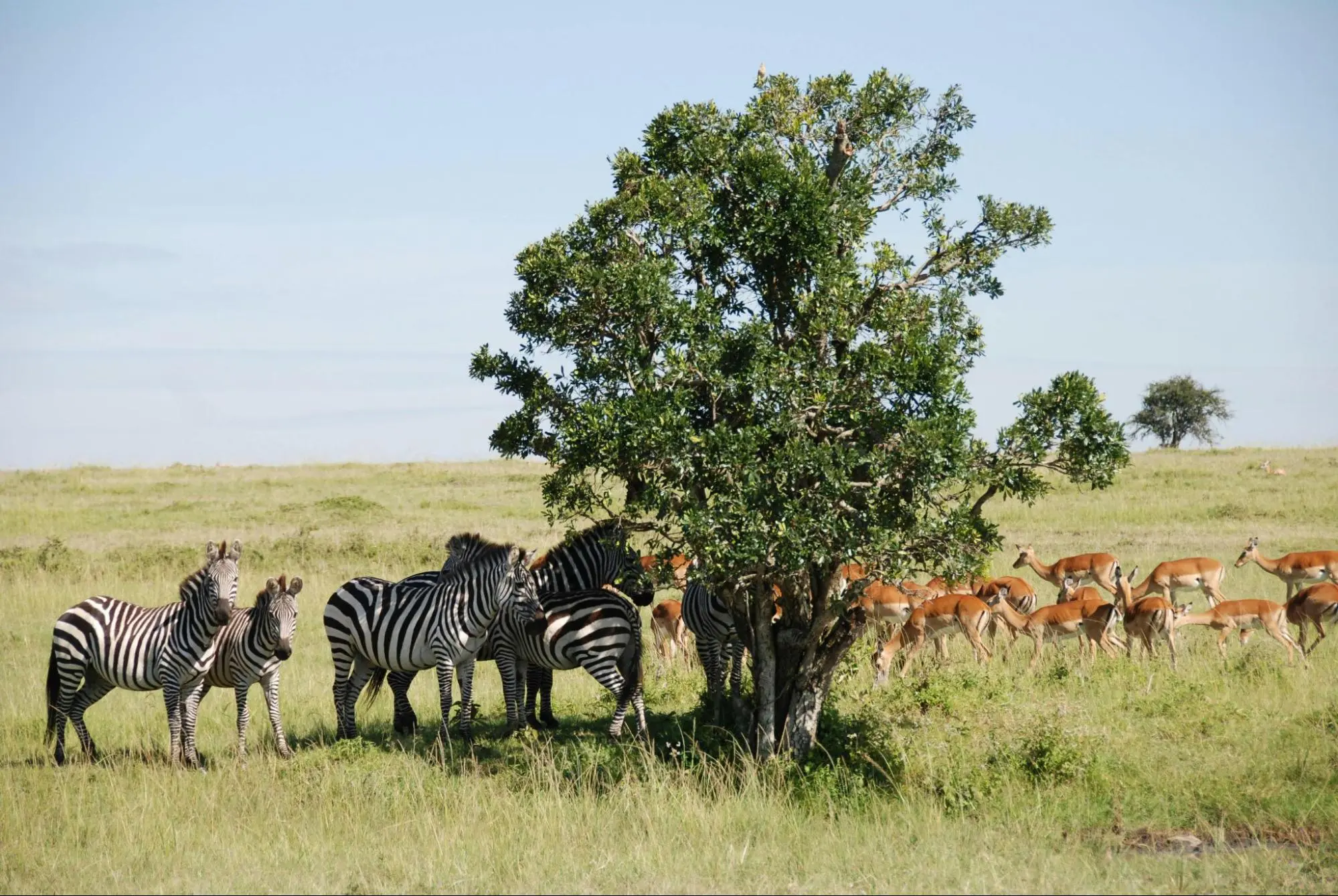 Zebras and antelope standing around a tree.