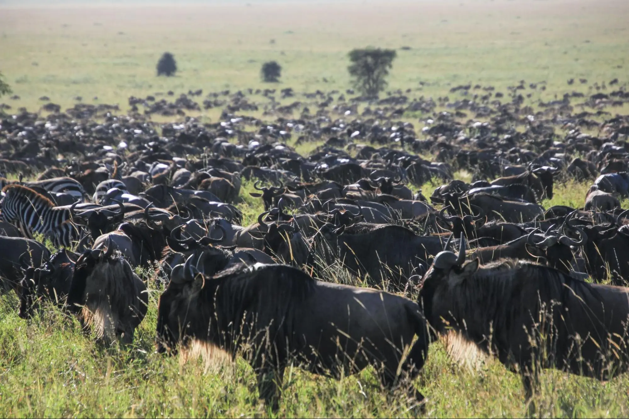 A breathtaking sight of a massive wildebeest herd in the Serengeti, Tanzania. Witness the seasonal wonders