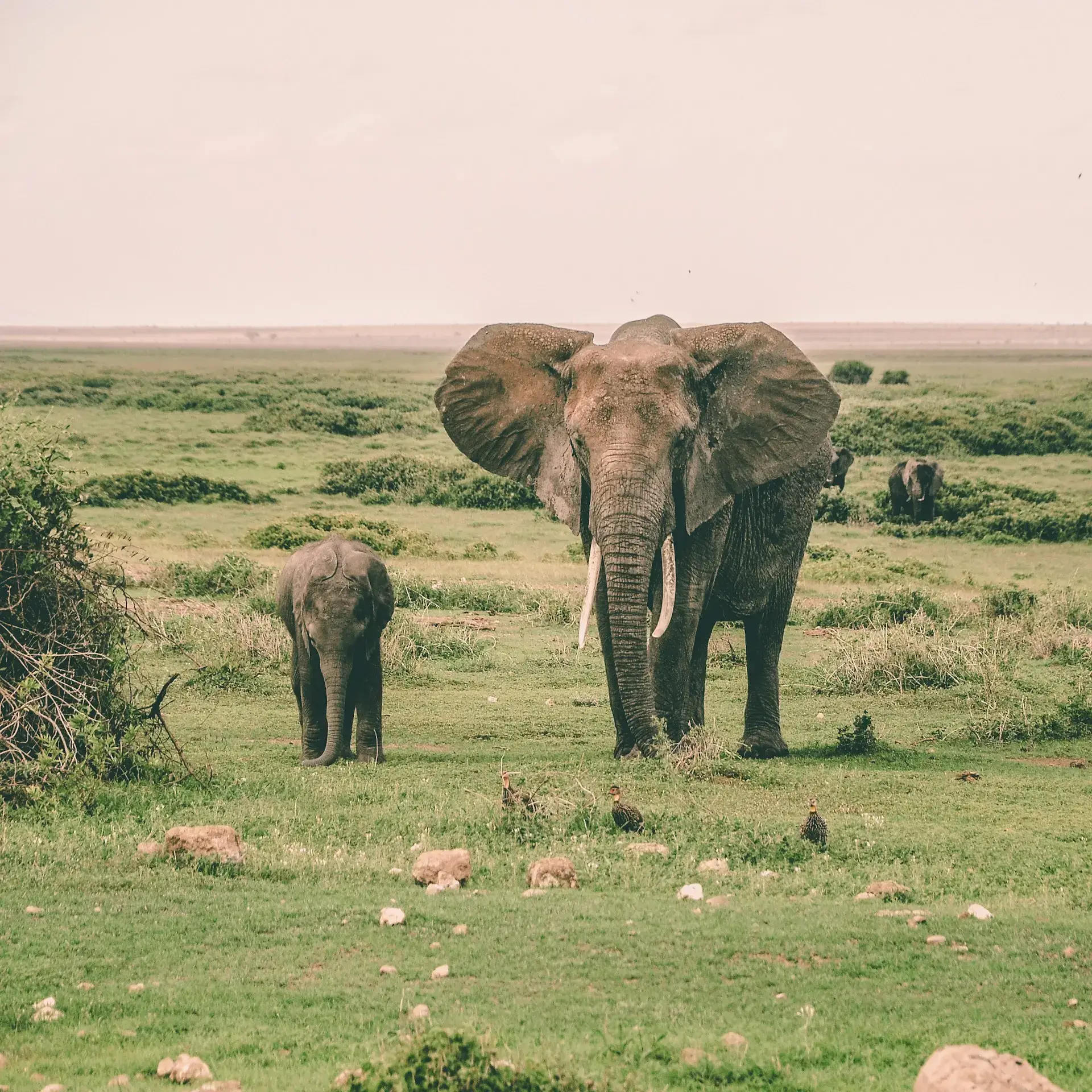 Kenya National Parks that are a must-visit