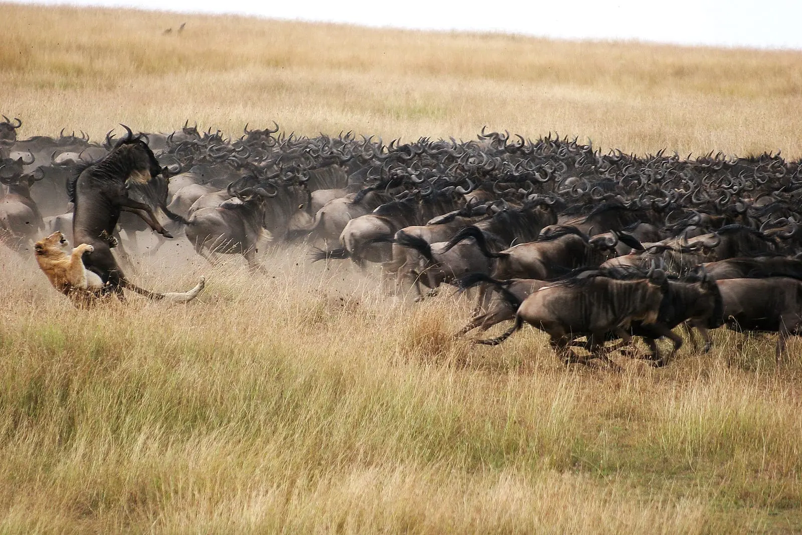 The great migration is a matter of life and death