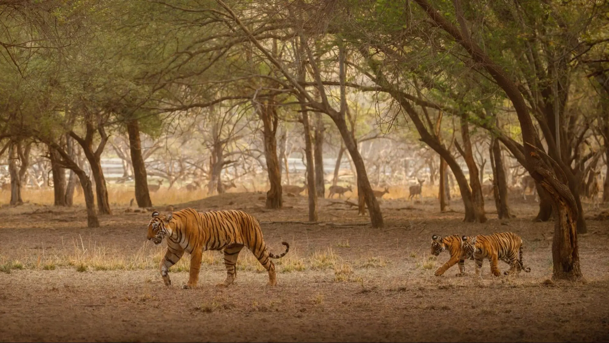 Tigers gracefully stroll through a lush forest, surrounded by towering trees in Serengeti