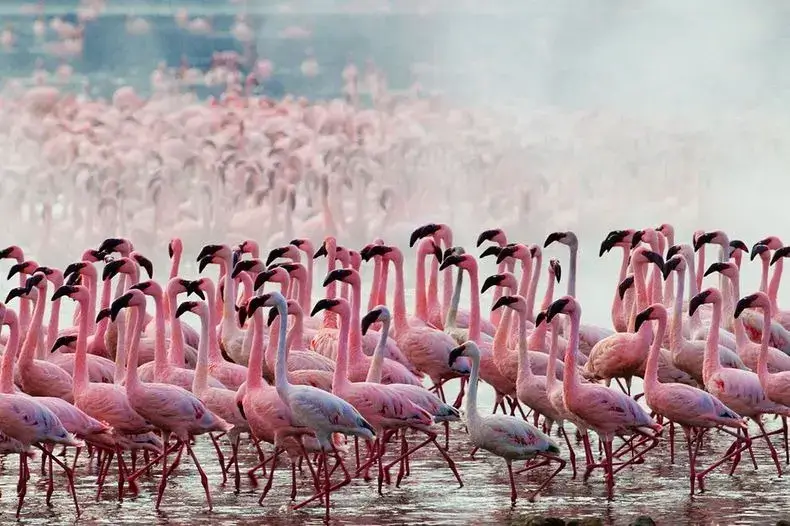 Birding Tours in Kenya packages - Flamingos in Lake Nakuru