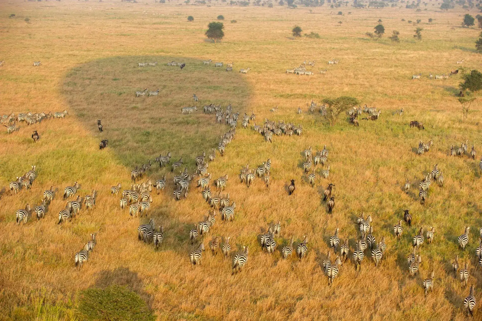 Aerial view of Masai Mara National Reserve