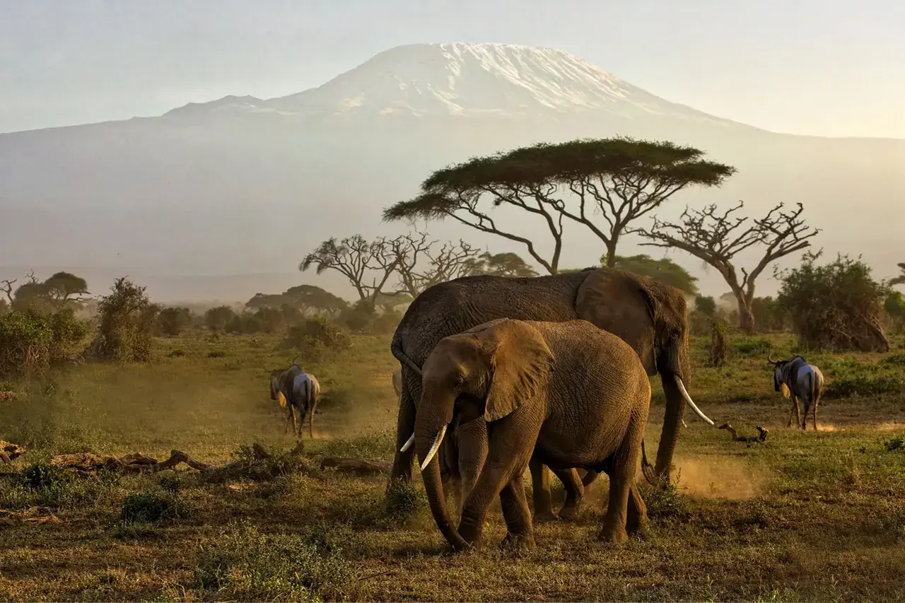 Visiting the Amboseli National Park on your trip to Kenya - Elephants in Amboseli