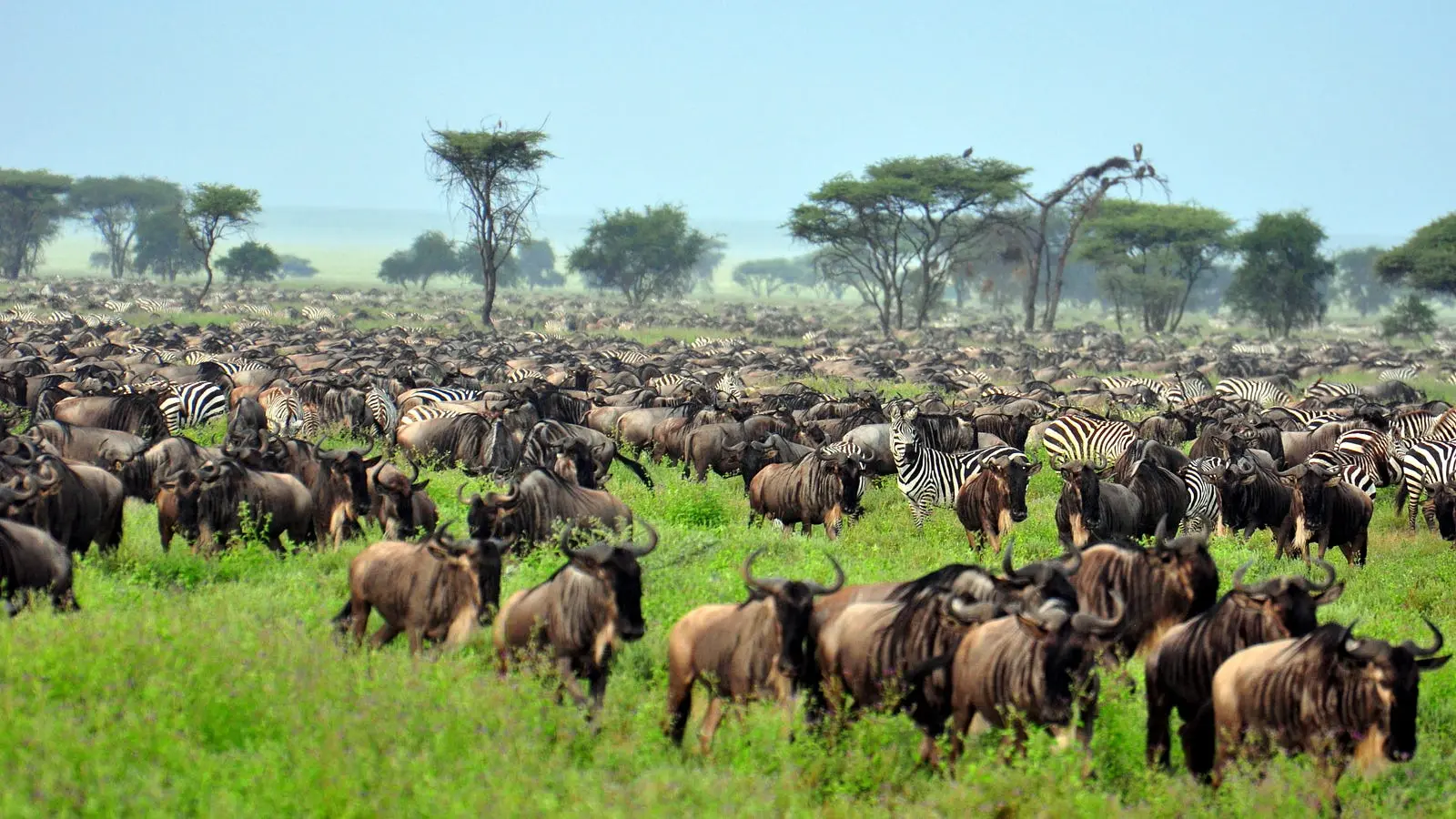 Great migration Masai Mara safari