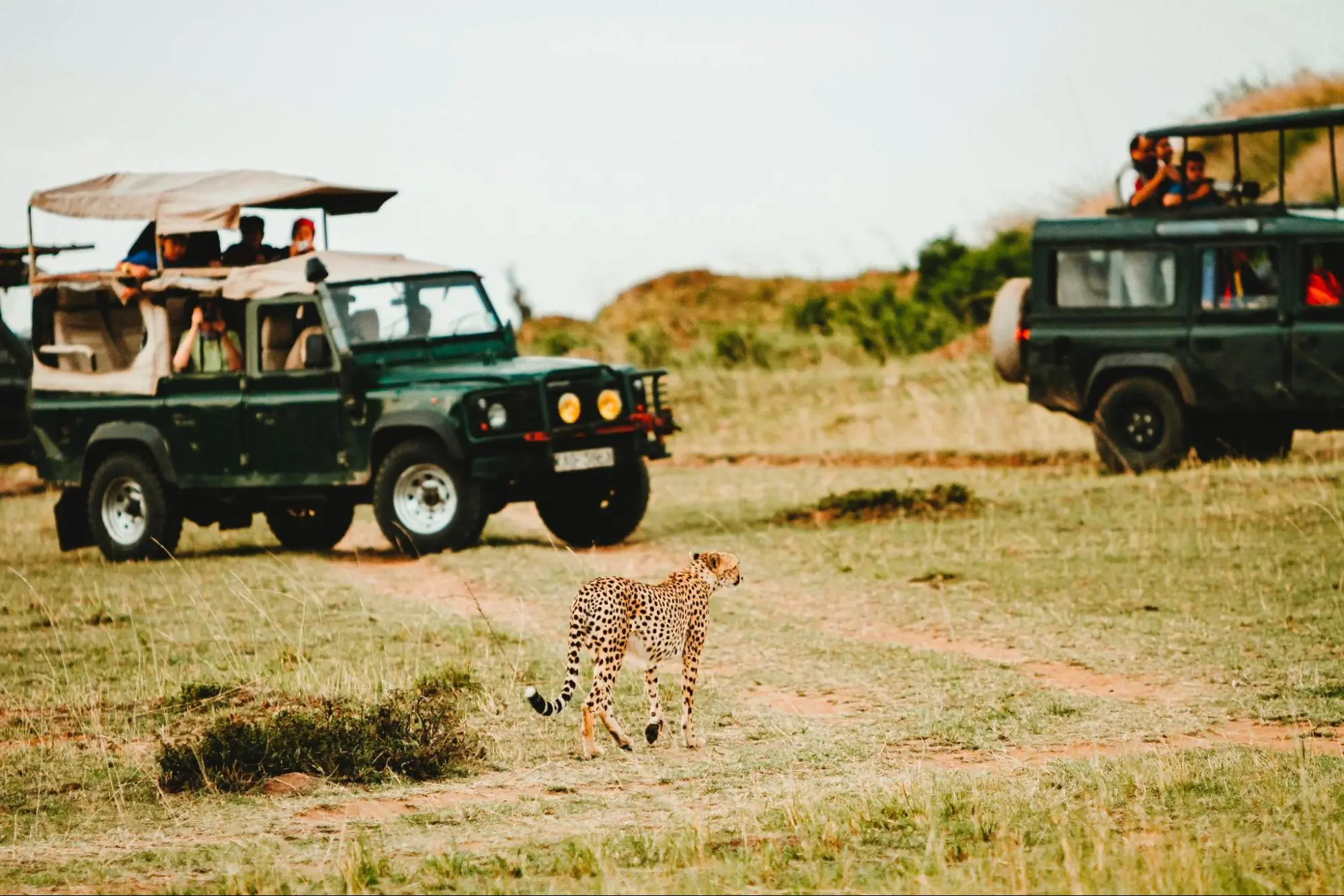 Witness the captivating sight of a cheetah striding through the grass next to a jeep in Serengeti, Tanzania