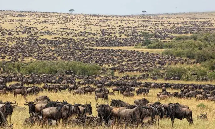Wildlife viewing in Kenya National Parks