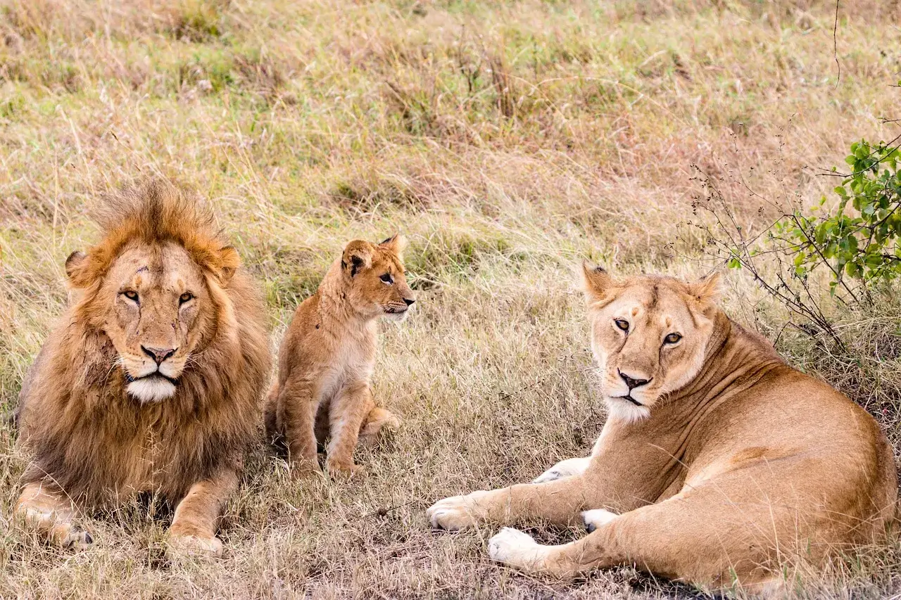 Masai Mara is home to dozens of wildlife species