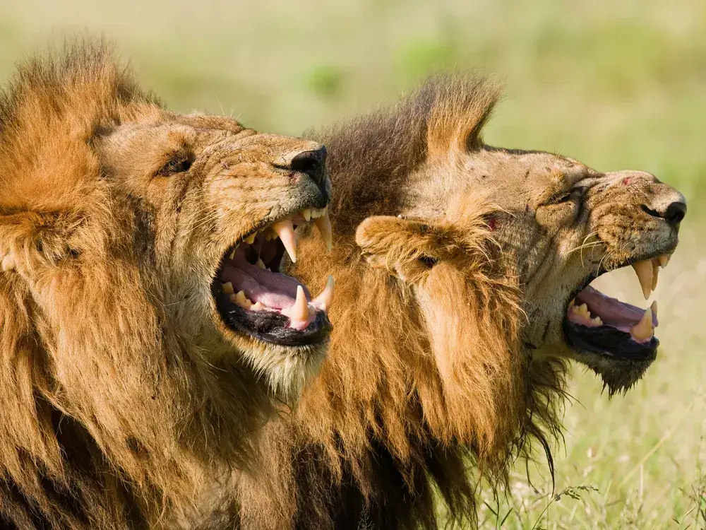 Tsavo National Park animals