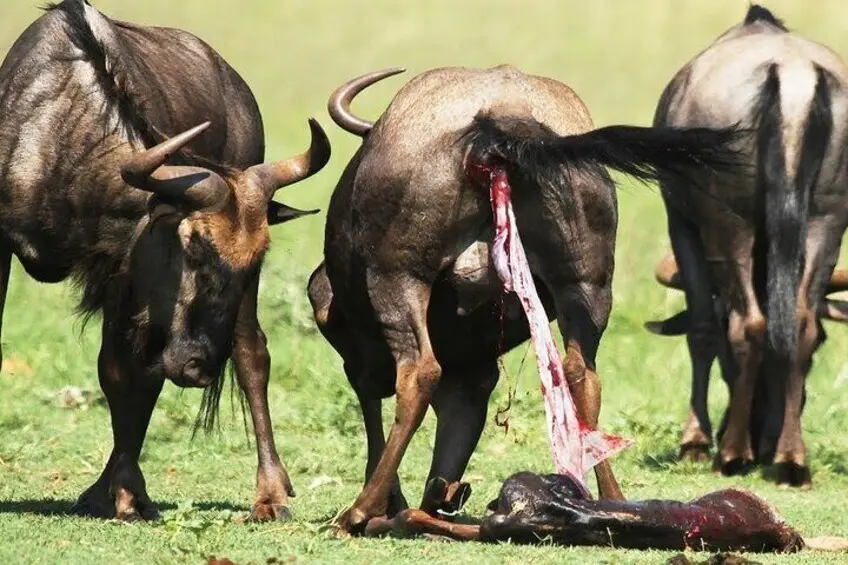 Great migration Masai Mara - the calving season