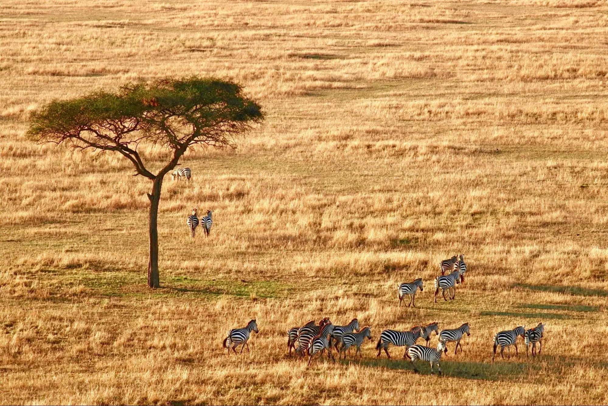 Zebras grazing near a lone tree in Serengeti National Park, Tanzania Safari.